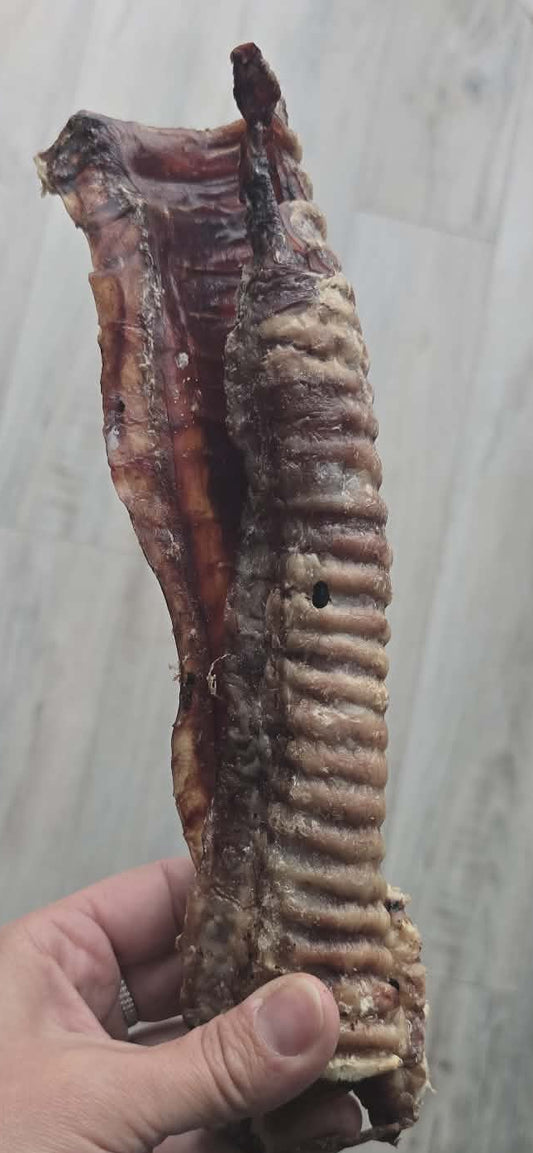 Trachée de Veau 12''